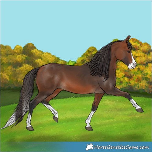 Horse Color:Bay Splash 