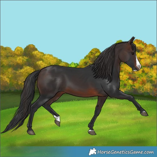 Horse Color:Brown Splash
