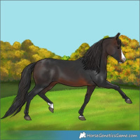 Horse Color:Brown Splash