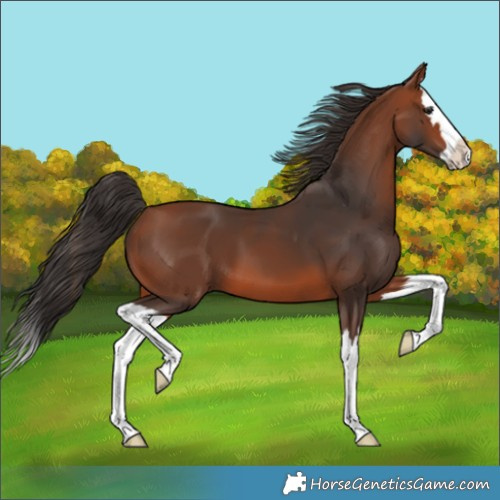 Horse Color:Bay Splash 