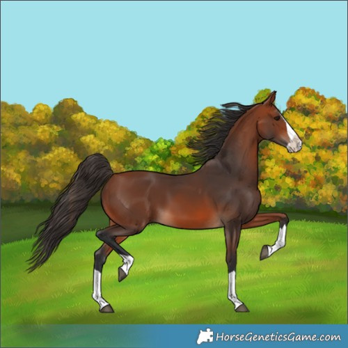 Horse Color:Bay Splash 