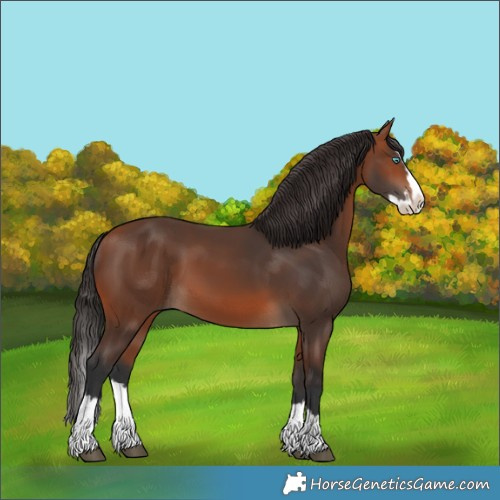 Horse Color:Bay Splash 