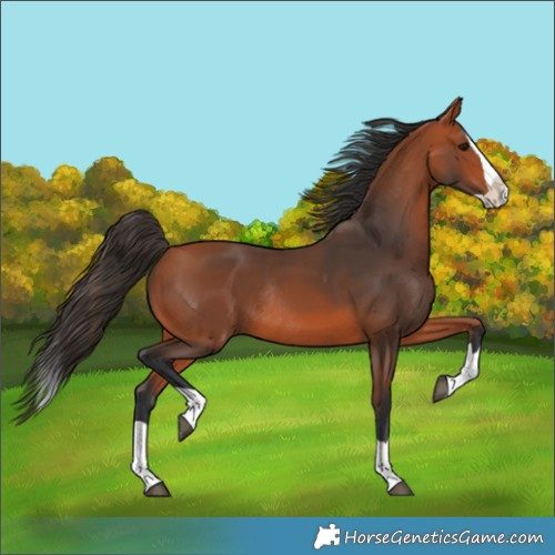 Horse Color:Bay Splash Rabicano 
