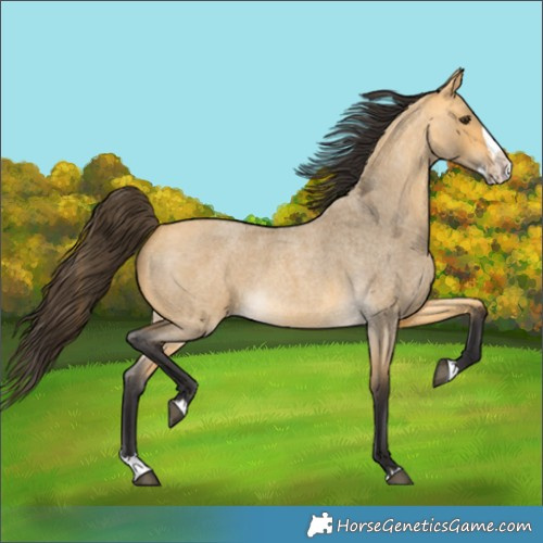 Horse Color:Buckskin Roan Dun Splash