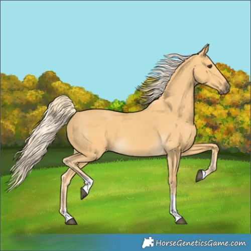 Horse Color:Palomino Tobiano Rabicano 
