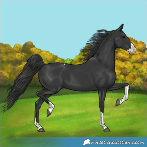 Horse Color:Black Splash Tobiano 