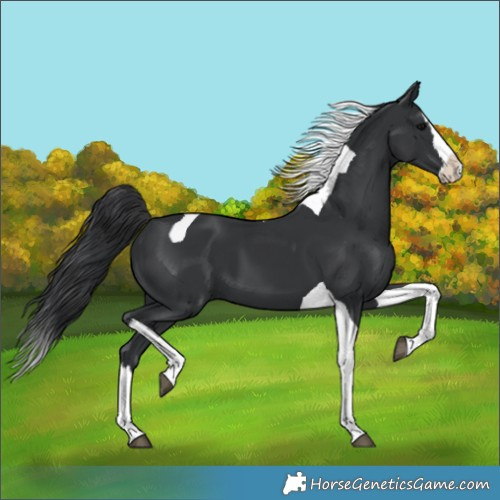Horse Color:Black Splash Tobiano