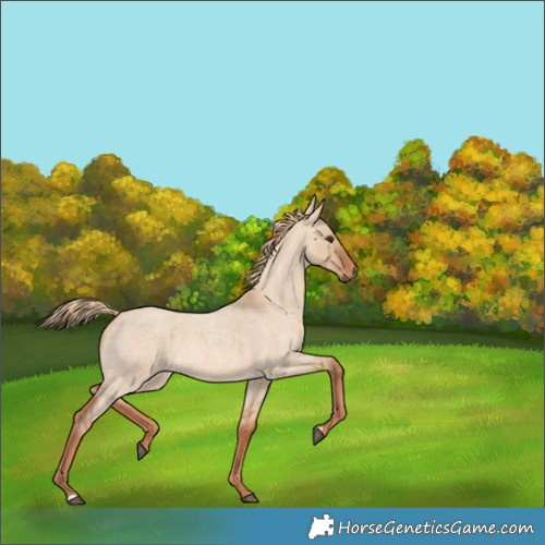 Horse Color:Red Dun Roan 