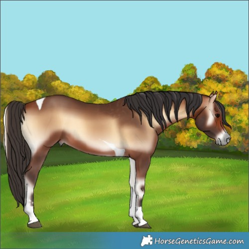Horse Color:Bay Onyx Tobiano 
