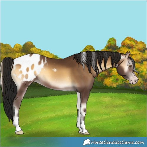 Horse Color:Gray Amber Champagne Onyx Tobiano Appaloosa Rabicano 