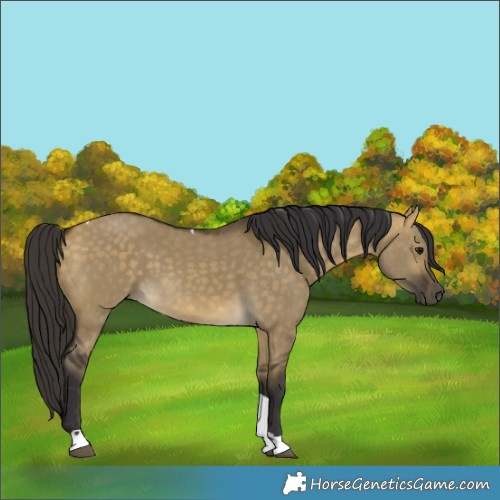 Horse Color:Buckskin Dun Tobiano