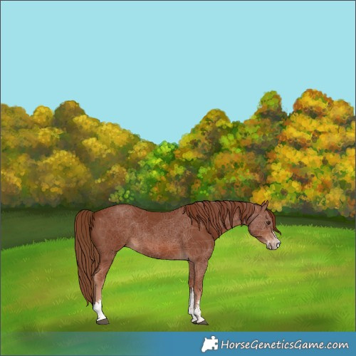 Horse Color:Chestnut Sabino