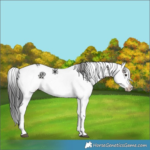 Horse Color:White Spotted Brown 