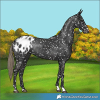 Horse Color:Liver Chestnut Blanket Rabicano