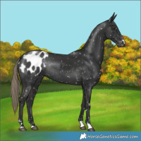 Horse Color:Liver Chestnut Appaloosa Rabicano 