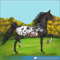Horse Color:Black Near Leopard and Brown Near Leopard