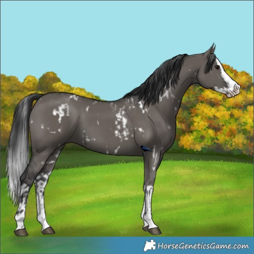 Horse Color:White Spotted Grullo  and Grullo Splash 