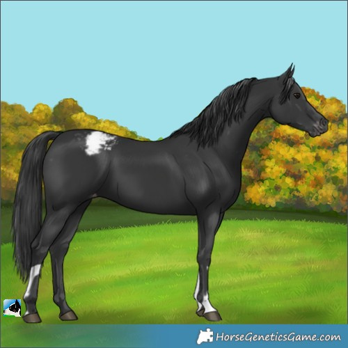 Horse Color:Black  and Black Appaloosa 