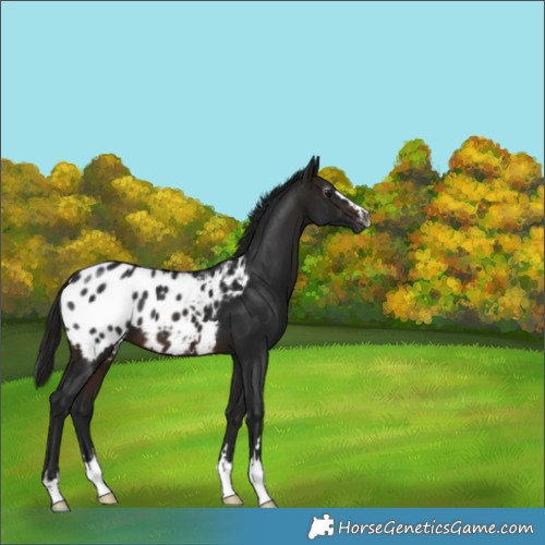 Horse Color:Gray Brown Appaloosa 