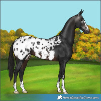 Horse Color:Gray Brown Appaloosa 