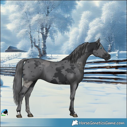Horse Color:Black Merle