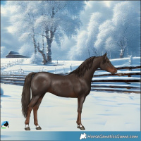 Horse Color:Liver Chestnut Rabicano 