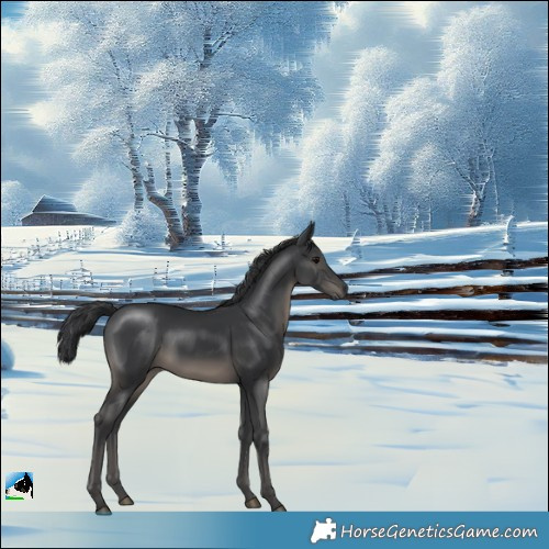 Horse Color:Black Mushroom 
