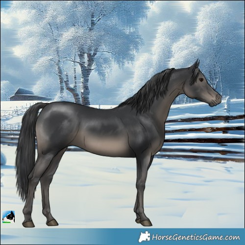 Horse Color:Black Mushroom Rabicano 