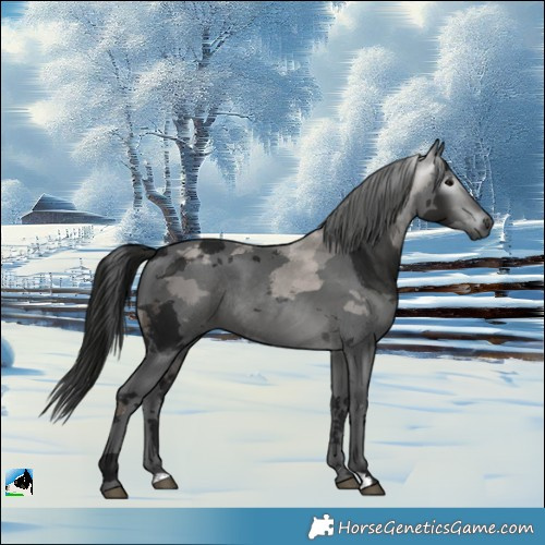 Horse Color:Gray Black Merle Rabicano