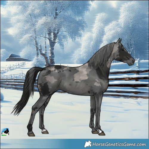 Horse Color:Gray Black Merle Rabicano 