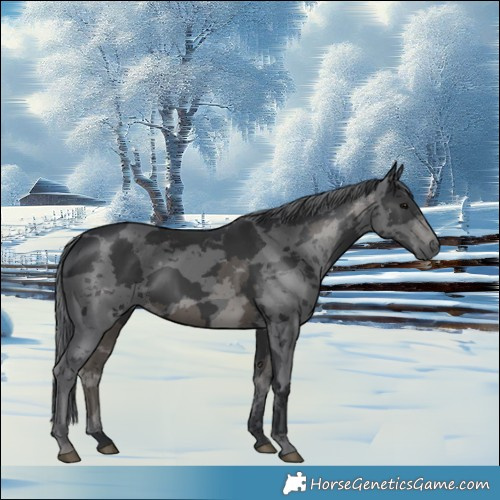 Horse Color:White Spotted Black Merle 