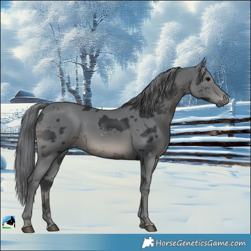 Horse Color:Black Merle 