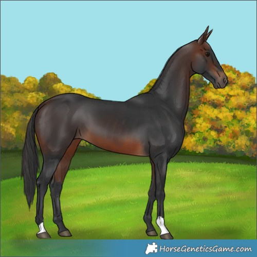 Horse Color:Brown 