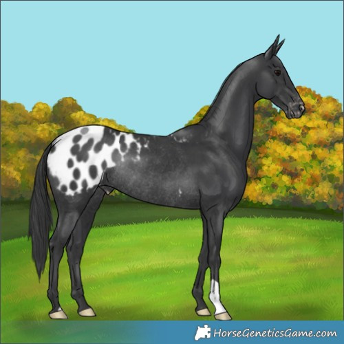 Horse Color:Black Appaloosa Rabicano 