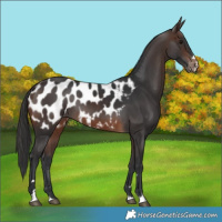 Horse Color:Brown Appaloosa 