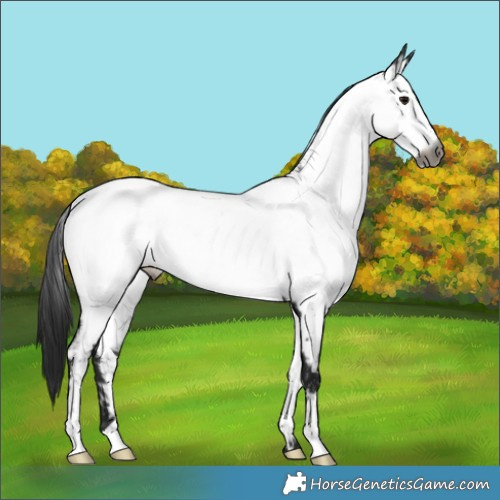 Horse Color:Gray Black Appaloosa