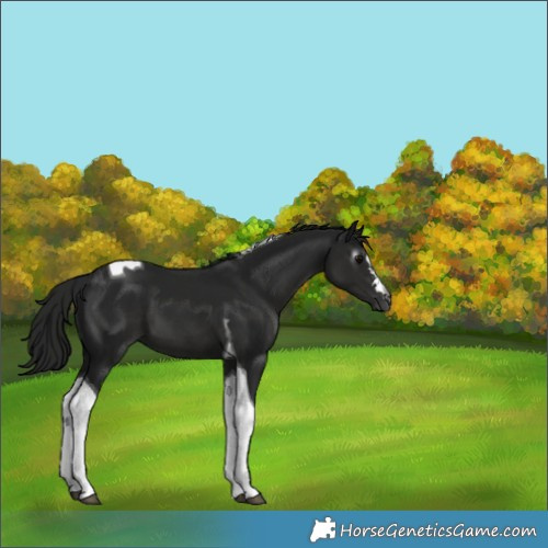 Horse Color:Gray Black Tobiano 