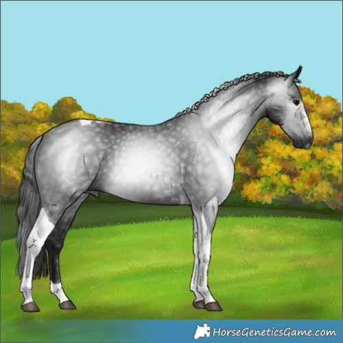 Horse Color:Gray Black Tobiano 