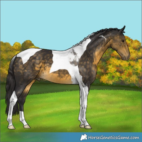 Horse Color:Buckskin Tobiano 