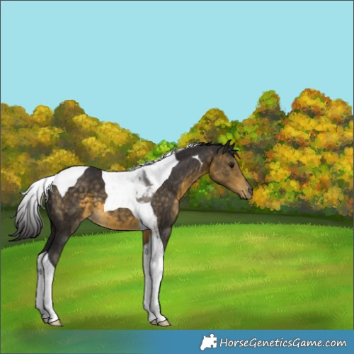 Horse Color:Buckskin Tobiano 