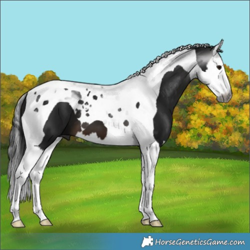 Horse Color:Gray Brown Splash Tobiano 
