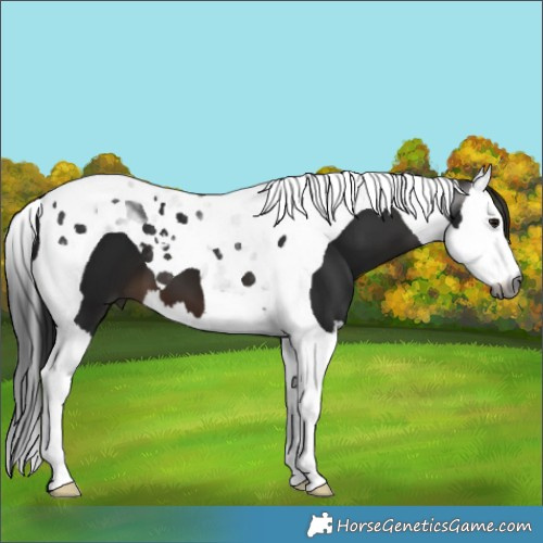 Horse Color:Gray Brown Splash Tobiano 
