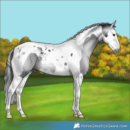 Horse Color:Gray Brown Splash Tobiano 