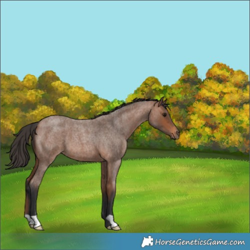 Horse Color:Bay Roan 