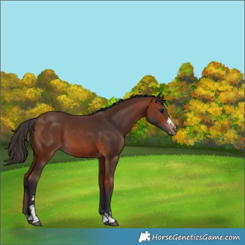 Horse Color:Bay 