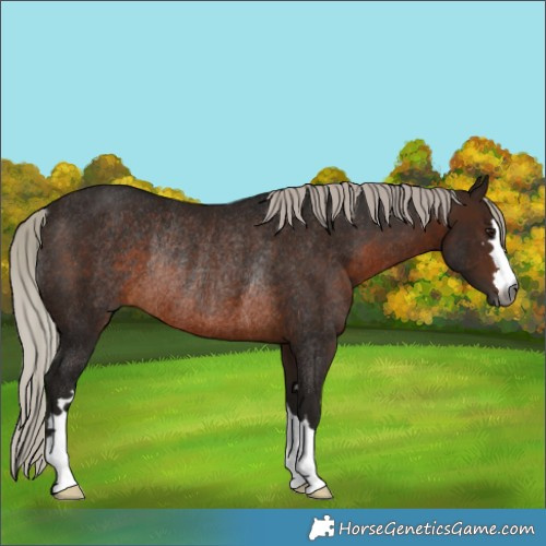 Horse Color:Gray Silver Brown Rabicano 