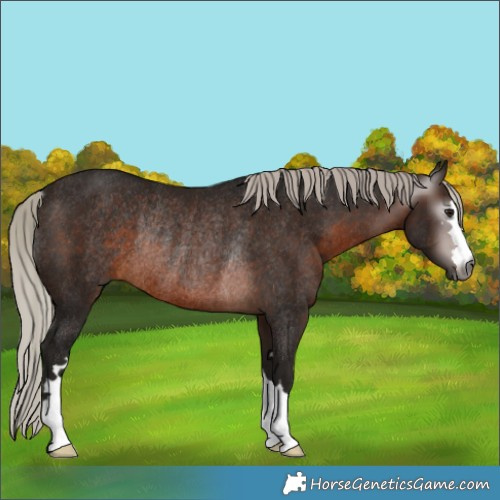 Horse Color:Gray Silver Brown Rabicano 