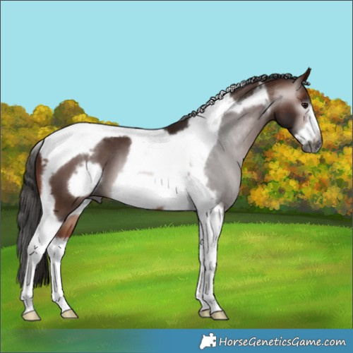 Horse Color:Gray Bay Tobiano Frame 