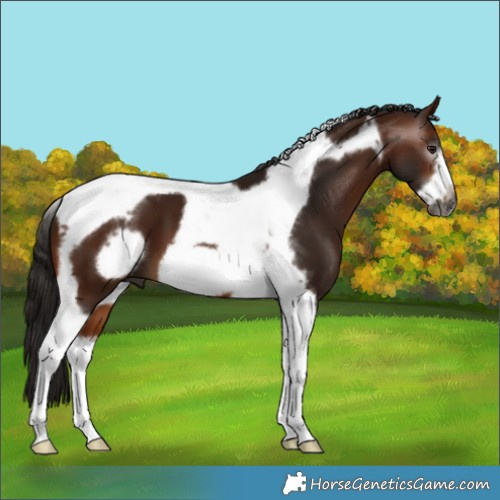 Horse Color:Gray Bay Tobiano Frame 
