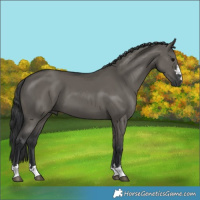 Horse Color:Grullo 